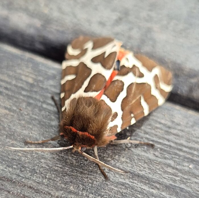 En nattfjäril med bruna och vita mönster och orange detaljer sitter på ett altangolv.