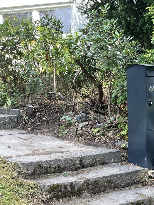 Stentrappa med mossa och jord på stegen, omgiven av vildvuxen grönska och en svart brevlåda på höger sida.