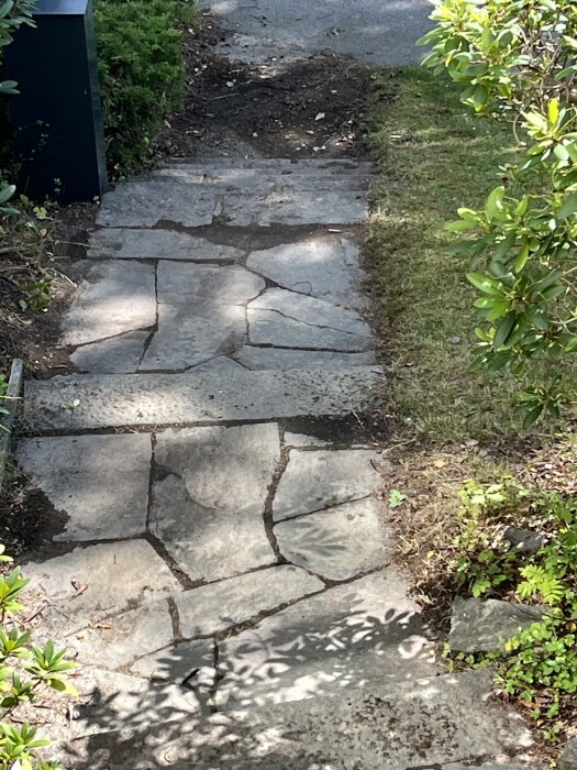 Stenlagd trappa i trädgård med jord och mossa på stenarna, omgiven av växter och gräsmatta som invaderar trappkanten.