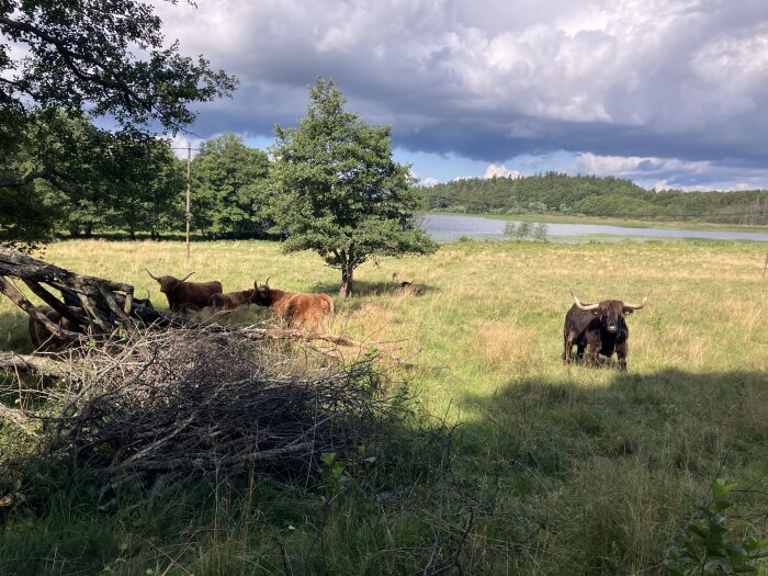 Kor med stora horn betar i en grön hage nära ett vattendrag, omgivna av träd och blå himmel med moln.
