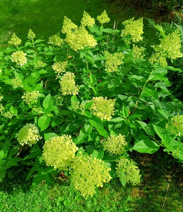 Hortensiabuske med gröna blommor i en trädgård.