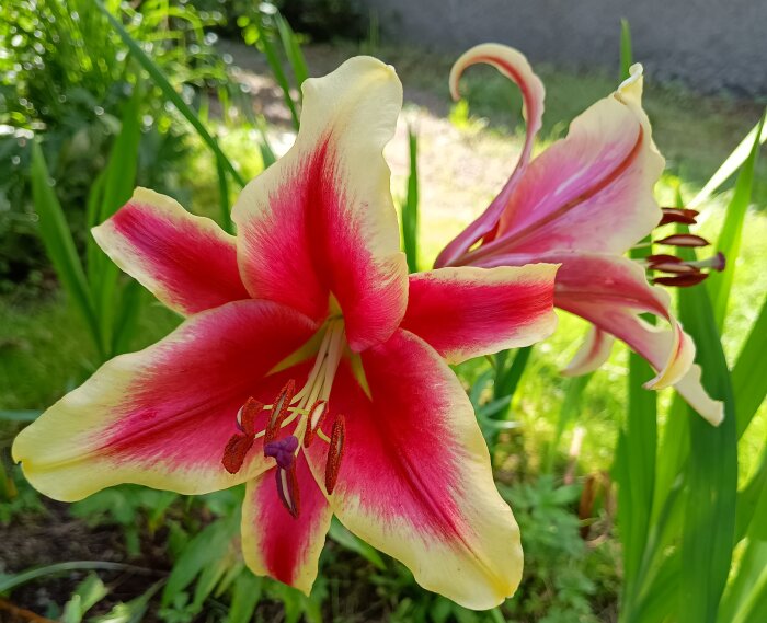 Närbild på två blommande liljor med rosa och gula kronblad i en trädgård.