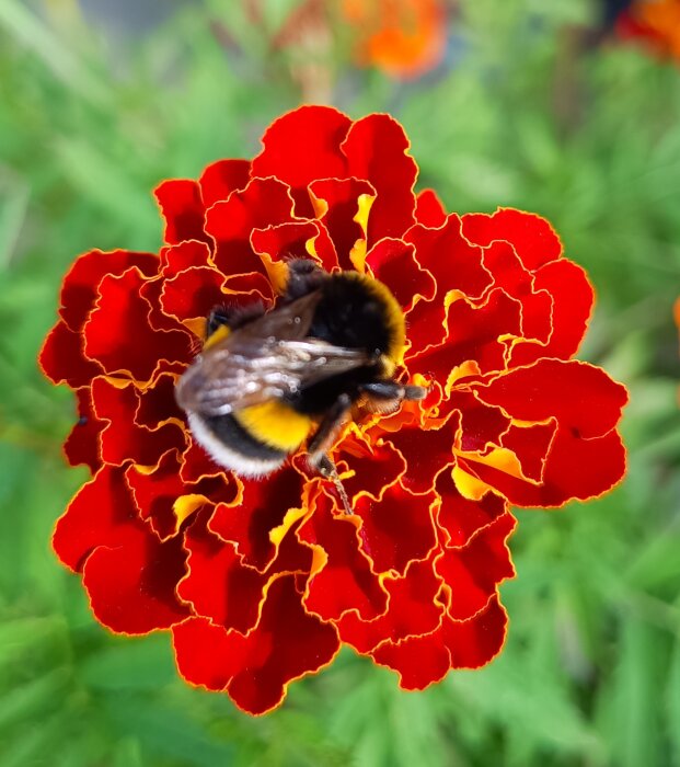 En humla sitter på en röd-orange tagetesblomma med gröna blad i bakgrunden.
