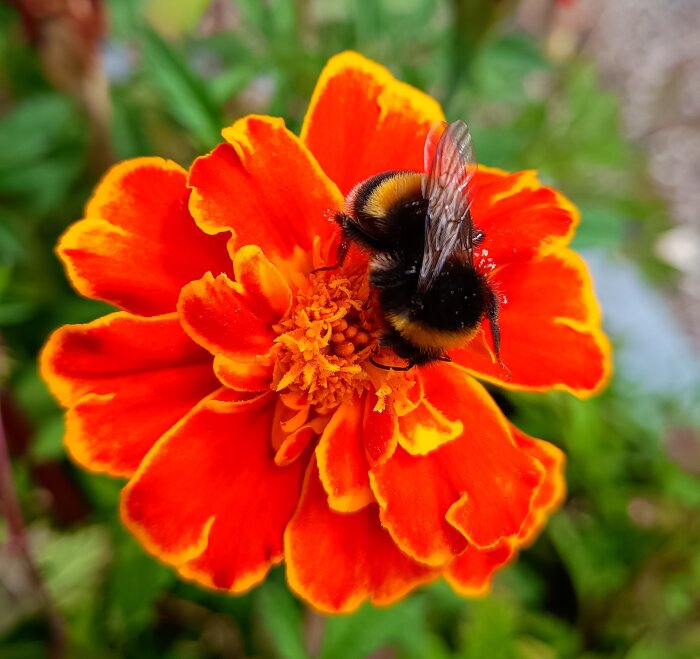 En humla sitter på en orange och gul tagetesblomma, omgiven av gröna blad.