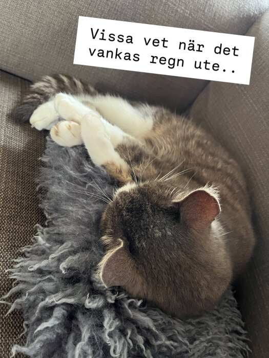 Katt sover på grått lurvigt täcke på soffa med texten "Vissa vet när det vankas regn ute..".