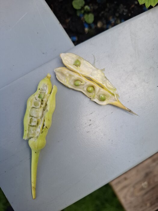 Öppna frökapslar på ett bord med gröna frön inuti, beskrivna som "skidor" i texten.