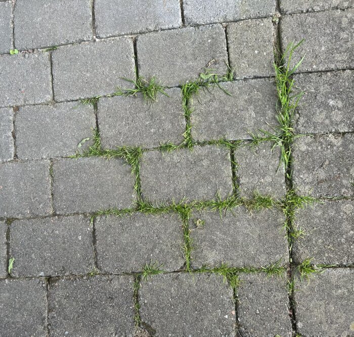 Stenbelagd gång med gräs och ogräs växande i springorna mellan plattorna, visar mellanrum och behov av underhåll.