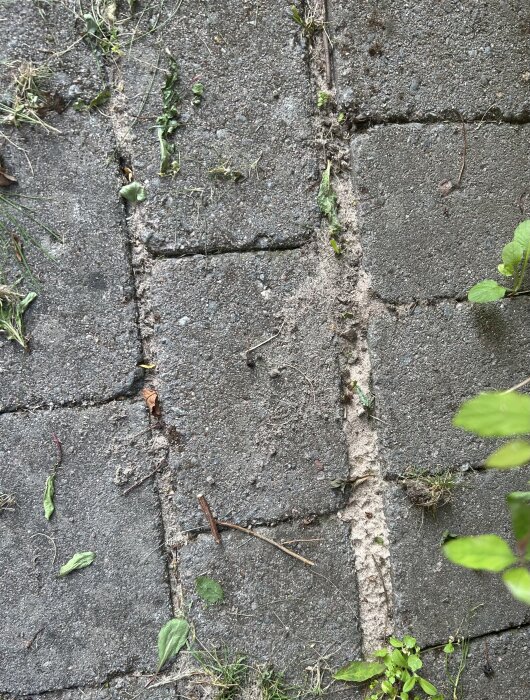 Stengång med stora mellanrum, fyllda med sand och ogräs. Här syns också ljusare stenar efter rengöring med högtryckstvätt och stålborste.