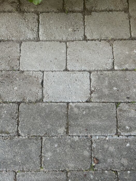 Stenig gång med ojämn mellanrumsbredd och ljusare plattor, delvis täckt av ogräs och mossa efter rensning.