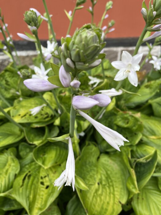 Vita och lila hostablommor med gröna blad i en trädgårdsmiljö mot en röd bakgrund.