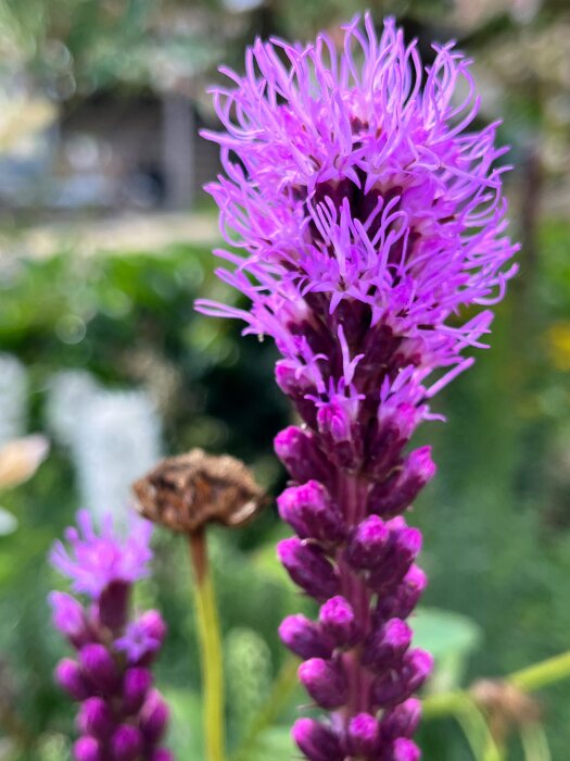 Närbild på en blommande lila rosenstav (Liatris spicata) med oskarp bakgrund av trädgårdsgrönska.