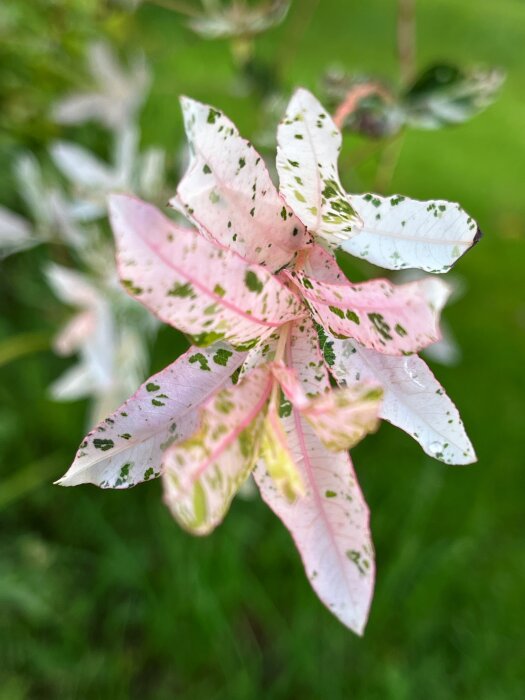 Växt med flerfärgade blad, rosa och gröna fläckar, mot suddig grön bakgrund.