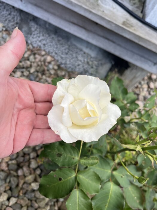 En hand håller en vit ros i en trädgård omgiven av gröna blad och grus.