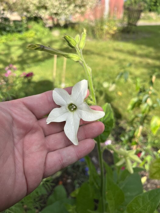 Hand som håller i en vit blomstertobak-blomma med grönska i bakgrunden.