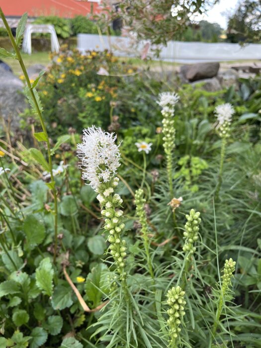 Vit rosenstav i trädgårdsmiljö med gröna blad och andra blommande växter i bakgrunden.