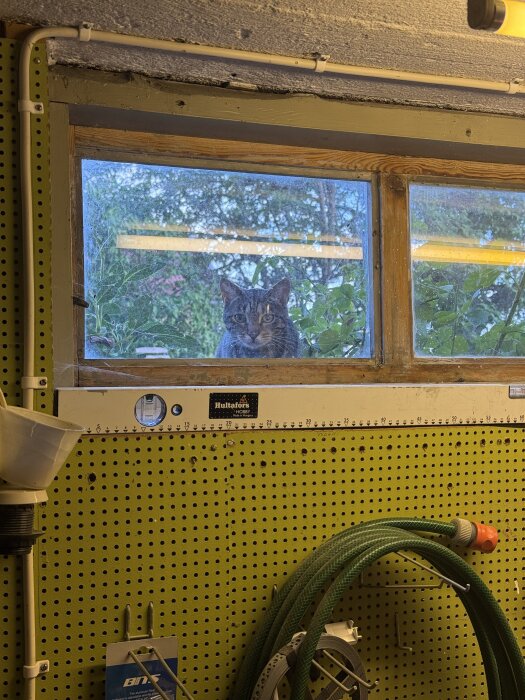 Katt sitter utanför ett smutsigt fönster i ett garage med grön verktygstavla, vattenpass och trädgårdsslang på väggen.