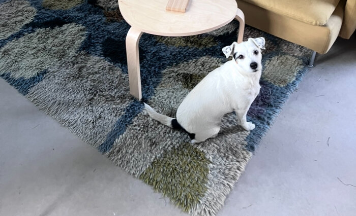 En vit hund sitter på en flerfärgad matta bredvid ett ljust träbord, på ett betonggolv i ett vardagsrum.