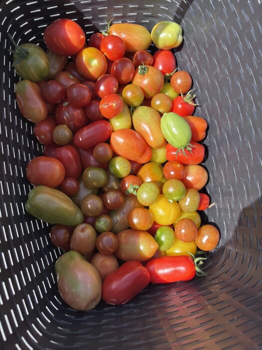 Färgglada tomater nyss skördade, i olika nyanser av rött, grönt och gult, ligger i en svart korg med perforerat mönster.
