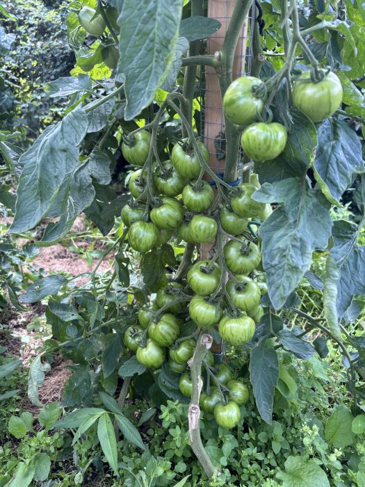 Gröna tomater som växer på planta utomhus, omgivna av täta bladverk.