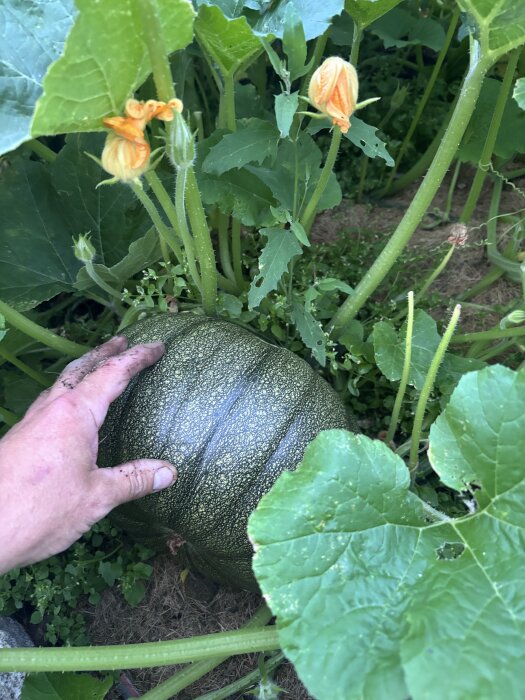 En person håller i en stor grön pumpa som växer bland gröna blad och blommor i trädgården.