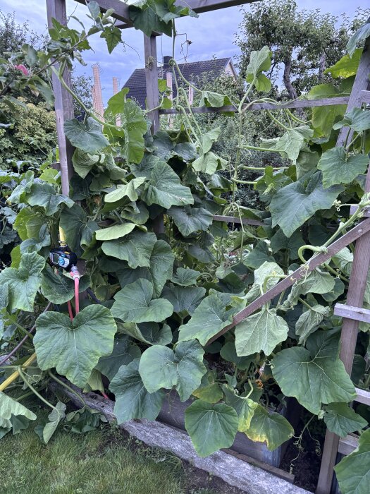 Växter klättrar på träspaljé i en trädgård, omgivna av frodig grönska och hus i bakgrunden.