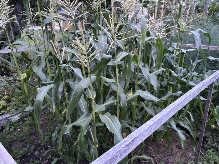 Majsplantor växer i odlingsbädd omgiven av trästaket, frodiga gröna blad och utvecklade kolvar syns tydligt.