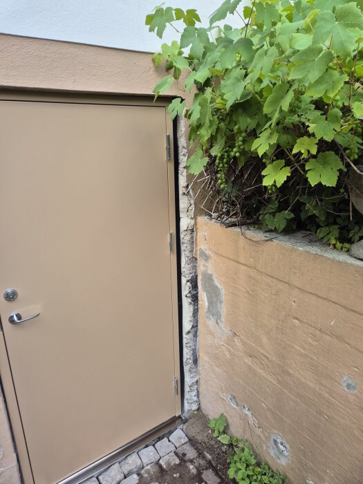 Källardörr med skadad puts runtom och grönskande växt ovanpå en mur.