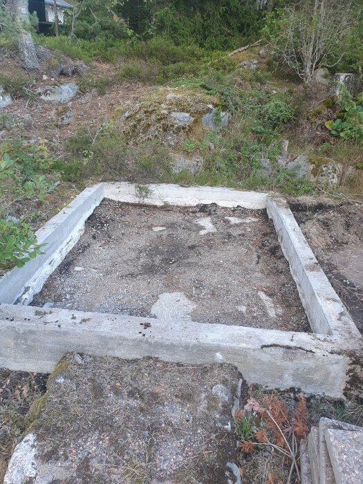 Gammal växthusgrund i betong omgiven av skog och natur, undersöks för eventuell ombyggnad till bastu.