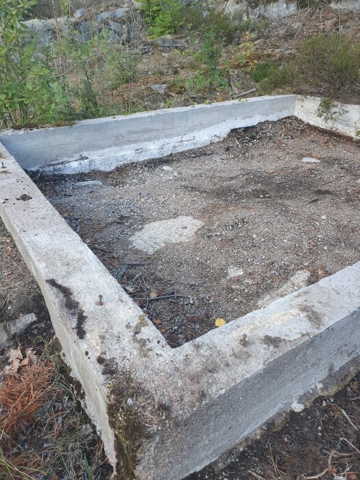 Betonggrund för gammalt växthus, övervuxen med mossa, omgiven av naturlig vegetation. Potentiell plats för ny bastubyggnad.