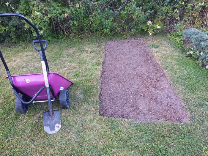 Gräsmatta med ett område där grässvål har grävts upp, en lila skottkärra och en spade syns bredvid den uppgrävda delen.