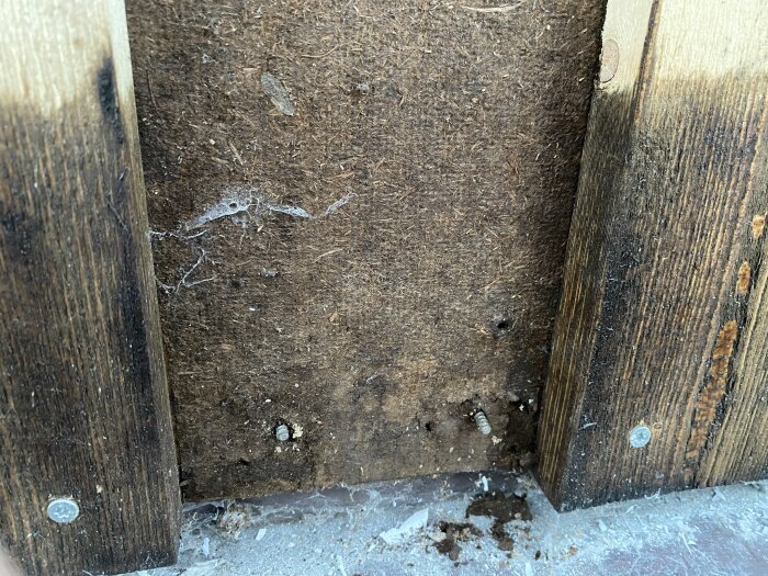 Obehandlad plywood med mögelfläckar och torra träplankor skruvade i masonit, med damm och smuts vid basen.