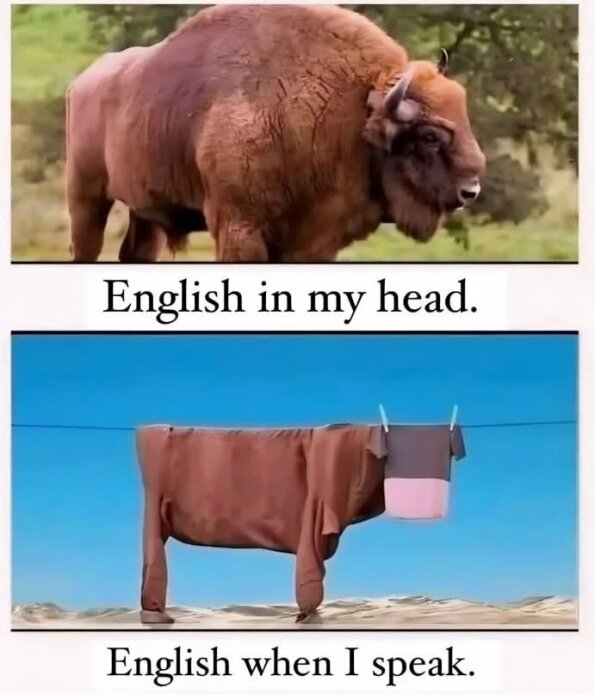 Övre bilden visar en bison som symboliserar flytande engelska, nedre bilden en klädhängd ko som symboliserar svårigheter vid tal.