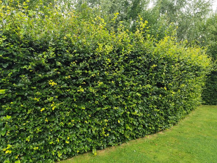 Tät och grön bokhäck över 3 meter hög, med grova och täta grenar, står på en välskött gräsmatta, under diskussion om lämplig häcksax.
