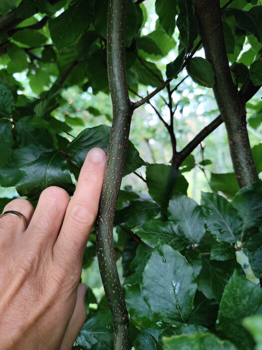 En hand pekar på en grov gren, 20-30 mm tjock, av en bokhäck med gröna blad.