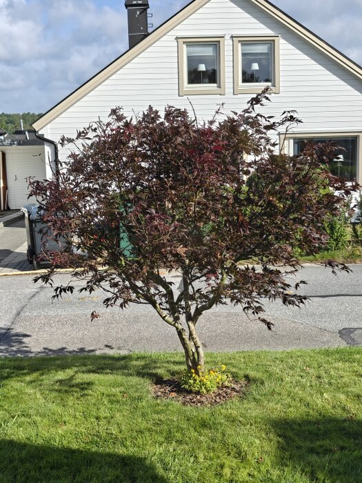 Japansk lönn med rödaktiga blad framför ett vitt hus, vissa grenar saknar löv.