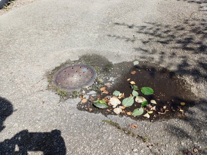 En asfalterad yta med ett brunnslock och en vattenfylld fördjupning med löv bredvid.
