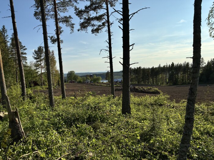Skogskant med högresta träd och utsikt över odlade fält och en sjö i fjärran under en klarblå himmel.