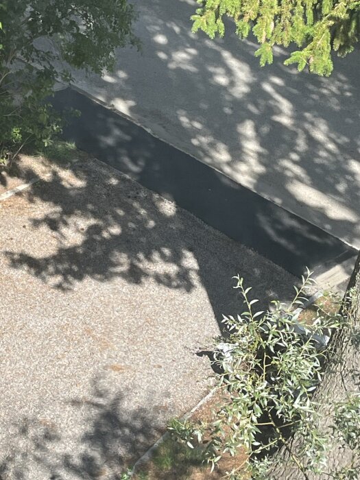 Nyasfalterad trottoar delvis skuggad av träd och omgivande grönska.