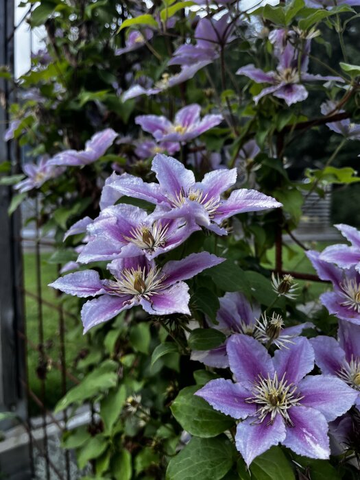 Lila klematisblommor klättrar på en spaljé, med gröna blad och bakgrund av oskarp trädgård.