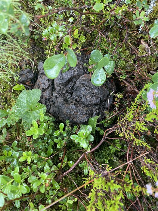 Våtmark med stenar omgiven av gröna växter och mossor.