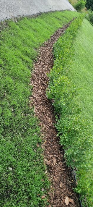 Grön plantering med gräs och mikroklöver, omgiven av täckbark under en häck på en lutande yta.