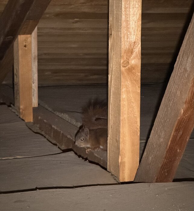 Ekorre i ett trätak, synlig med ficklampans ljus.