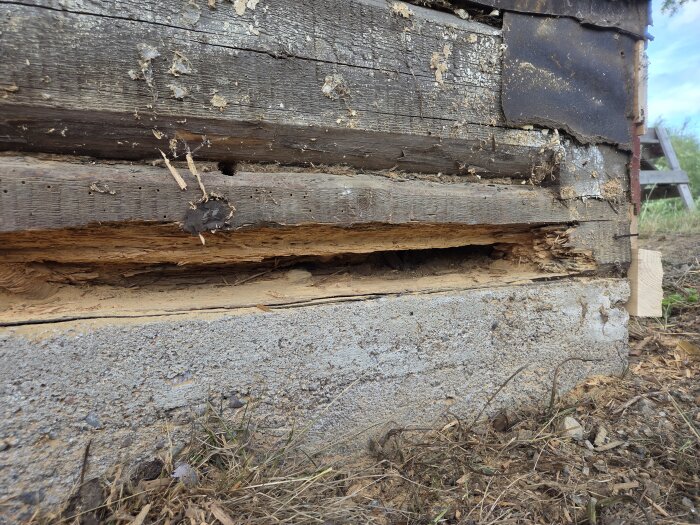 Rötskadad syll med murket trä på fritidshusets fasad, blottar en kraftig skada på timmerstock vid sockel. Mark och gräs syns i förgrunden.