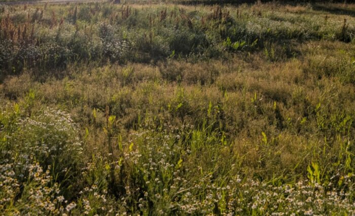 Ogräs på en tomt med jord och sand, cirka 30-40 cm högt, där en ny gräsmatta planeras att sås.