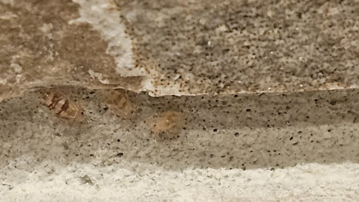 Insekter nära en vägglist i ett nyrenoverat utrymme, potentiellt problematiska kryp efter renovering av tvättstuga eller badrum.