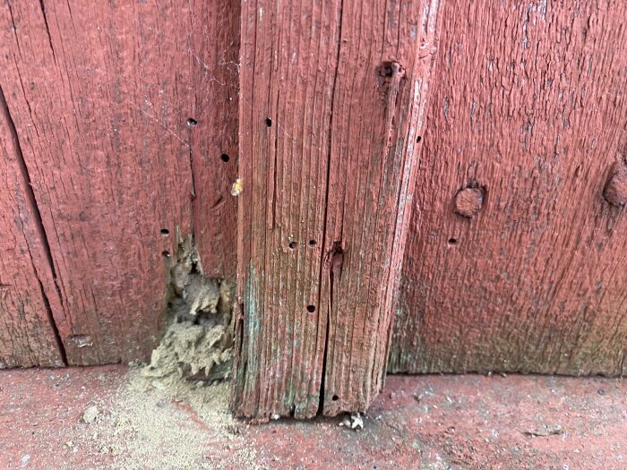 Träfasad med små hål och pulverformad nedbrytning vid basen, tecken på träskador och potentiell insektsangrepp.