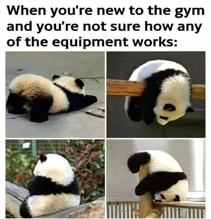 Fyra bilder på pandaungar i olika klumpiga positioner, liknande någon som klantar sig på gymmet.