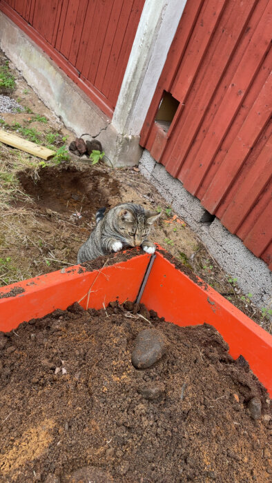 Katt inspekterar jord i röd skottkärra framför ett rött träväggsbygge, omgivet av gräs och grus.