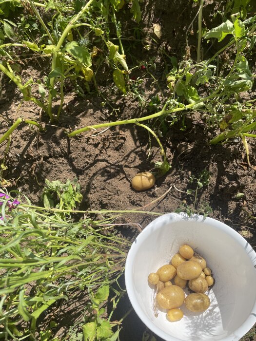Oskötta växter med vissna stjälkar i en sandig jord, närbild av en skål med nyskördade potatisar i solen.