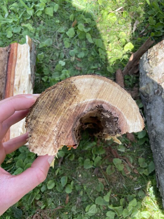 Hålig snittyta av nedhugget äppelträd med myrbon, omgiven av gräs och andra träbitar i bakgrunden.